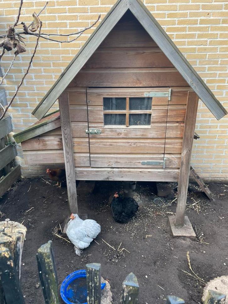 Kippenhok douglas hout, Dieren en Toebehoren, Pluimvee | Toebehoren, Zo goed als nieuw, Kippenhok of Kippenren, Ophalen of Verzenden