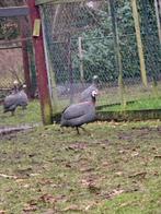 Parel hoenders, Dieren en Toebehoren, Meerdere dieren, Overige soorten