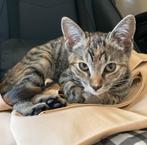 Lieve toyger kruising kitten, Dieren en Toebehoren, Poes, Ontwormd, 0 tot 2 jaar