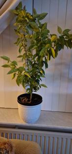 Mandarijn plant, Ophalen of Verzenden, Overige soorten, Minder dan 100 cm