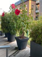 Hibiscus XXL plant, Ophalen, Zomer, Overige soorten, Volle zon