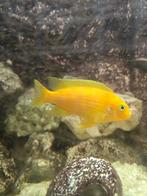 Maylandia lombardoi ruilen voor andere vis, Dieren en Toebehoren, Vissen | Aquariumvissen, Vis