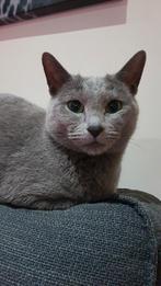 Blauwe Rus kittens met Stamboom., Dieren en Toebehoren, Katten en Kittens | Raskatten | Korthaar, Meerdere dieren, Gechipt, 0 tot 2 jaar