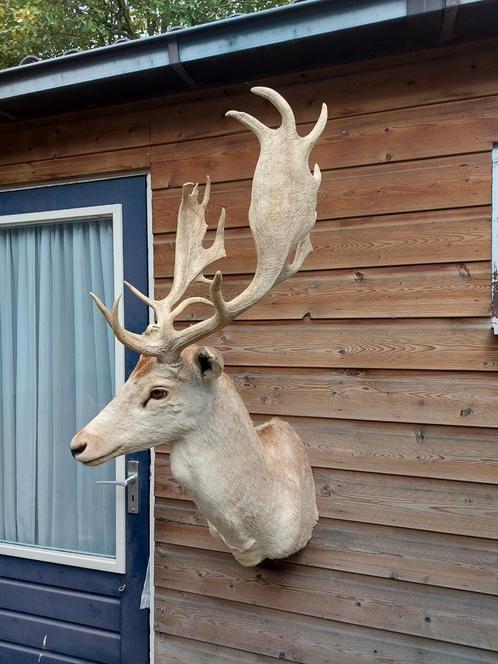 Opgezette kop damhert taxidermy hert gewei, Verzamelen, Dierenverzamelingen, Gewei of Kop, Hert, Ophalen