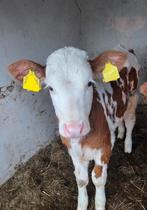 Mooi Montbéliarde vaars kalf, Dieren en Toebehoren, Runderen, Vrouwelijk, 0 tot 2 jaar