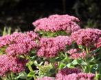Te koop: sedum Herbstfreude / Hemelsleutel, Volle zon, Vaste plant, Herfst, Ophalen