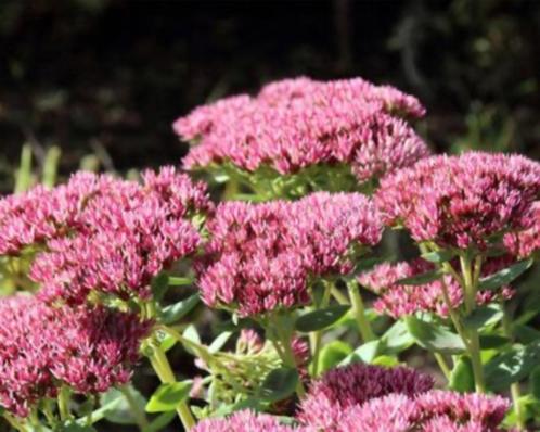 Te koop: sedum Herbstfreude / Hemelsleutel, Tuin en Terras, Planten | Tuinplanten, Vaste plant, Overige soorten, Volle zon, Herfst