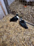 Kwakers, Dieren en Toebehoren, Pluimvee, Mannelijk, Eend