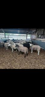 Lammeren weide lammeren te koop, Dieren en Toebehoren, Schapen, Geiten en Varkens, Meerdere dieren, Schaap