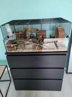 Hamster kooi, Dieren en Toebehoren, Knaagdieren en Konijnen | Hokken en Kooien, Kooi, Minder dan 75 cm, Hamster, Ophalen