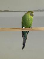 Backfase grasparkieten, Meerdere dieren, Parkiet, Geringd