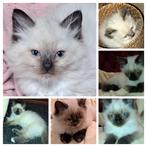 Ragdollkittens  de allerliefste! Zeer gesocialiseerd, Dieren en Toebehoren