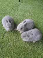 KLEURDWERGEN, DWERGKONIJNEN, KLEUR DWERGEN, DWERG KONIJNEN., Dieren en Toebehoren