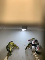 diamant vinkjes, Dieren en Toebehoren, Vogels | Overige Vogels, Meerdere dieren