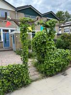 GRATIS PERGOLA OP TE HALEN NIEUWEGEIN, Ophalen, Gebruikt, Palen