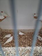 Witte zebravinken, Meerdere dieren