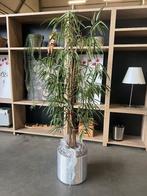 Natuurlijke bloem met pot op wielen, H190 cm, 1 stuk, Overige materialen, Gebruikt, Verzenden, Rond