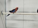 Koppel pennant rosella's, Dieren en Toebehoren, Vogels | Parkieten en Papegaaien, Meerdere dieren, Parkiet, Geringd