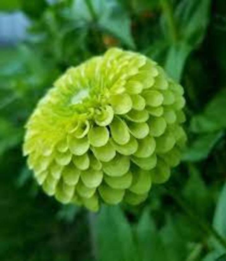 Zinnia Envy zaden, Tuin en Terras, Bloembollen en Zaden, Zaad, Voorjaar, Volle zon, Ophalen of Verzenden