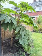 Tetrapanax of Rijstpapierplant - 2,5 tot 3,5 meter, Vaste plant, Halfschaduw, Herfst, Ophalen