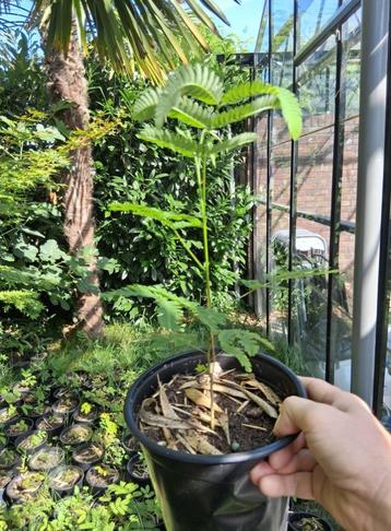 albizia persische slaapboom beschikbaar voor biedingen