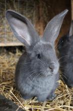 Blauwe Vlaamse reus, Dieren en Toebehoren, Mannelijk, Groot, 0 tot 2 jaar