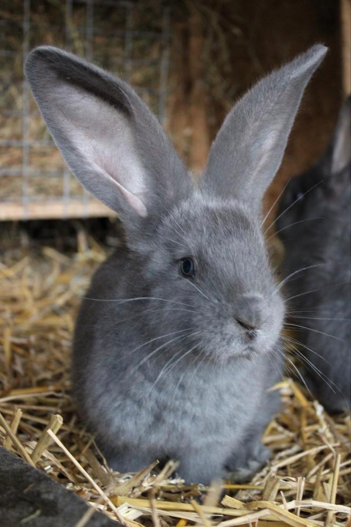 Blauwe Vlaamse reus, Dieren en Toebehoren, Konijnen, Groot, Mannelijk, 0 tot 2 jaar