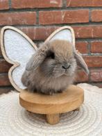 Isabella minilop konijntje voedster raszuiver Duitse lijnen, Dwerg, Vrouwelijk