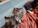 Kittens zoeken een nieuw thuis, Dieren en Toebehoren, Katten en Kittens | Overige Katten, Meerdere dieren, 0 tot 2 jaar