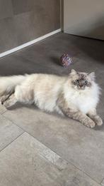 Ragdoll herplaatser, Dieren en Toebehoren, Ophalen