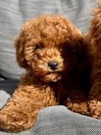 Prachtige Dwerg Poedel Pups Red❤️, Dieren en Toebehoren, Poedel, 8 tot 15 weken, CDV (hondenziekte), Meerdere