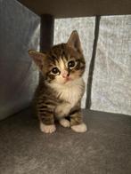 Vijf lieve kittens zoeken een fijn thuis, Dieren en Toebehoren, Katten en Kittens | Raskatten | Korthaar, Meerdere dieren, Ontwormd