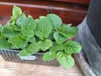 Poi, surinaamse spinazie, Tuin en Terras, Planten | Tuinplanten, Ophalen, Volle zon, Groenteplanten, Eenjarig