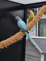 Halsbandparkiet Opaline man x Lacewing bleekstaart pop, Meerdere dieren, Parkiet, Geringd