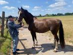 Tuigpaard merrie, Merrie, 165 tot 170 cm, Tuigpaard, 7 tot 10 jaar
