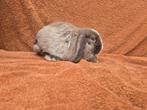 Choco marter met bles gecastreerd rammetje bruin hangoor, Dieren en Toebehoren, Konijnen, Mannelijk, Dwerg, Hangoor, 0 tot 2 jaar