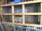 Duivenmand, Dieren en Toebehoren, Vogels | Duiven, Geslacht onbekend, Overige soorten