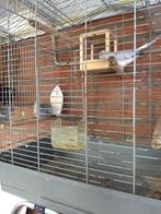 Diamant duifjes   koppeltjes opisop, Dieren en Toebehoren, Vogels | Duiven, Meerdere dieren, Overige soorten