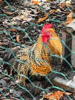 Cochin haantje en hen. 2 jaar oud. Prachtige haan., Dieren en Toebehoren, Pluimvee, Mannelijk, Kip