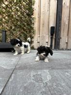 Cavapoo pups  hele kleintjes 🐶 mogen nest verlaten, Dieren en Toebehoren, Rabiës (hondsdolheid), Overige rassen, 8 tot 15 weken