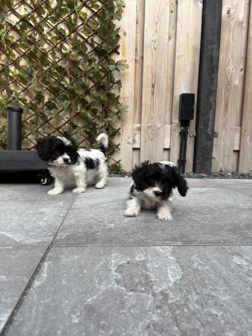 Cavapoo pups  hele kleintjes 🐶 mogen nest verlaten, Dieren en Toebehoren, Honden | Chihuahua's en Gezelschapshonden, Meerdere dieren