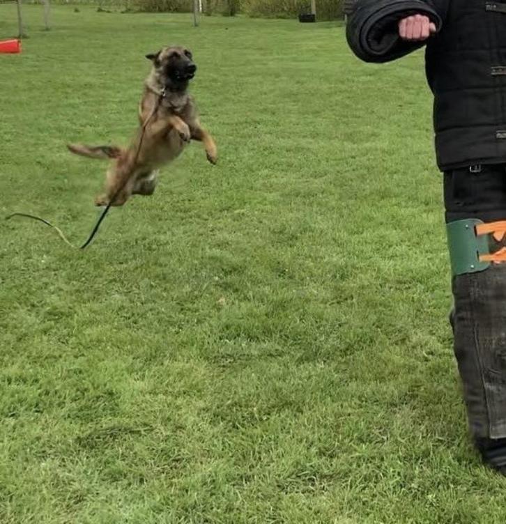 Gezocht Herdershond, Dieren en Toebehoren, Honden | Herdershonden en Veedrijvers, Meerdere dieren, Herder, Particulier, Eén hond