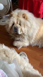 Gezocht oppas adres voor 2 weken 12 aug tot 23 aug, Rabiës (hondsdolheid), Teef, Meerdere, Nederland