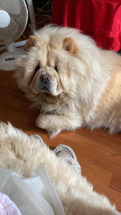 Gezocht oppas adres voor 2 weken 12 aug tot 23 aug, Dieren en Toebehoren, Honden | Niet-rashonden, Middel, Teef, Particulier, Meerdere