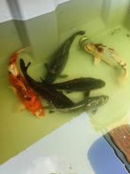 Koi vissen, Dieren en Toebehoren, Vissen | Vijvervissen, Karper of Koi