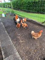 Mooie kippen te koop en prachtige haan., Dieren en Toebehoren, Pluimvee, Meerdere dieren, Kip