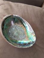 Abalone Schelp - Decoratie & Spiritueel 16,5cm-12,5cm, Verzamelen, Ophalen of Verzenden