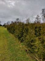 Thuja Brabant Coniferen voor een mooie haag, Ophalen of Verzenden, Conifeer, Haag, 100 tot 250 cm
