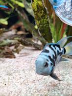 5 Polar bleu parrots, Vis, Zoetwatervis