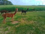 Alpaca merrie, Dieren en Toebehoren, Overige Dieren, Juni, Vrouwelijk